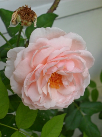 england roseの写真素材
