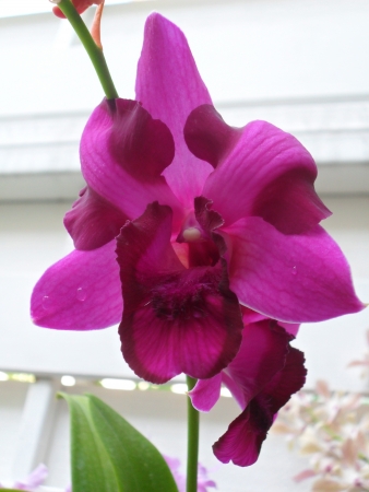 orchidの写真素材