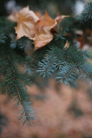 autumn maple yellow leaves on spruce