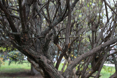 branchy trunk bush in autumn park texture background