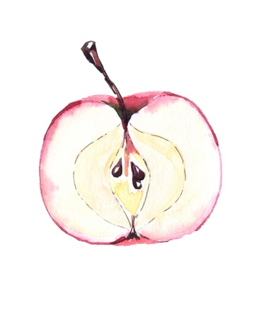 half an red apple, watercolor painting, illustrationの写真素材
