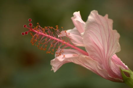 lonely pink flowerの写真素材