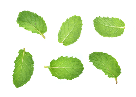 set of fresh mint leaf isolated on white backgroundの写真素材