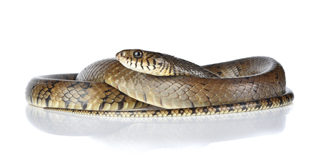 snake isolated on white background