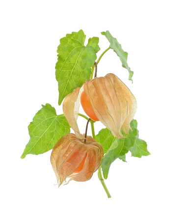 Cape gooseberry (physalis) isolated on white backgroundの写真素材