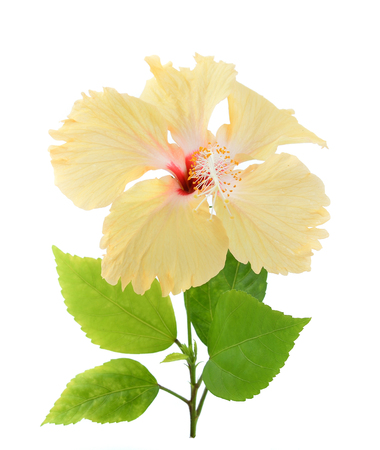 Yellow hibiscus flower isolated on white backgroundの写真素材
