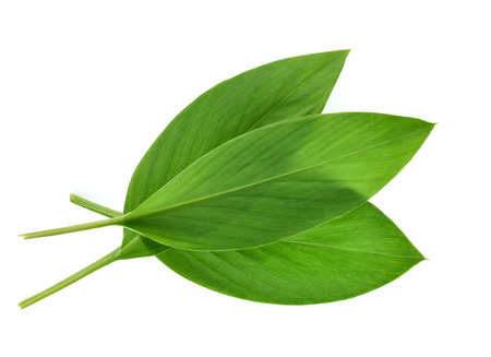 Turmeric Leaves isolated on white background