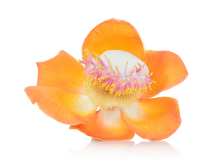 Cannonball flower isolated on white backgroundの写真素材