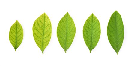 Collection of garden leaves on white background. Top view.
