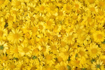 Chrysanthemum background texture outdoorの写真素材