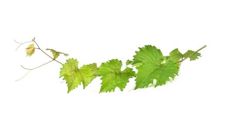 Grape leaf isolated on white background.の写真素材