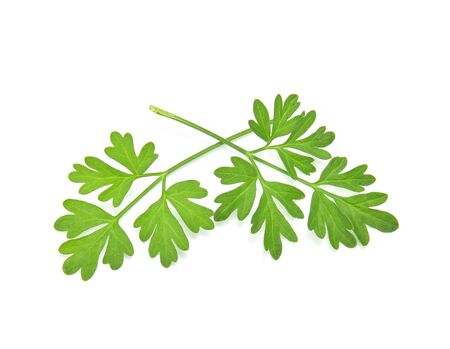 Top view of parsley isolated on white background.の写真素材