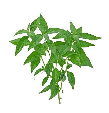 Andrographis Paniculata  ,king of bitters isolated on white background