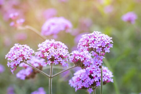 Verbena flowers on blurred background.の写真素材