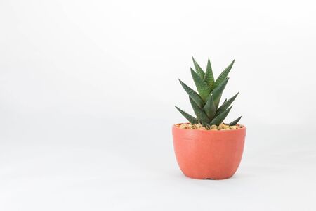 Cactus or haworthia in a pot on white background.の写真素材