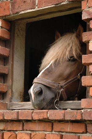 horse in stable windowの写真素材