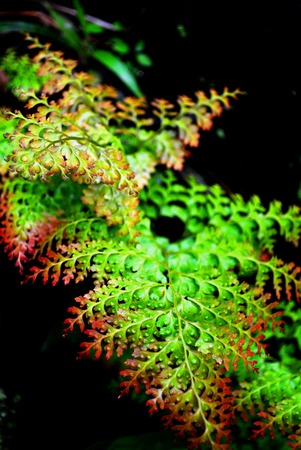 red and green leaf fernの写真素材