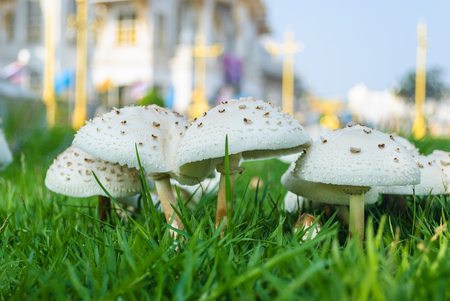 Close up of Magic mushroom on the green grass field infront of Sothonwararam temple in Chachoengsao, Thailandの写真素材