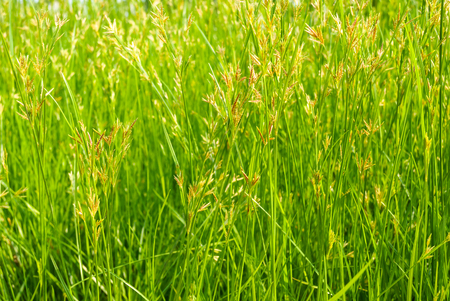 Beatyful green pattern of nut grass field in the sun lightの写真素材