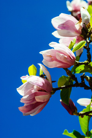 Pink magnolia flower blossom against blue skyの写真素材