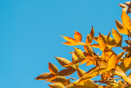 Yellow maple leaves against blue skyの写真素材