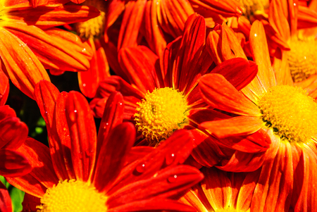 Close-up orange chrysanthemum flowersの写真素材