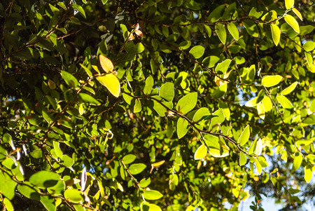 Plant wall, Coatbuttons or Mexican daisy cover on big tree against the sky.の写真素材