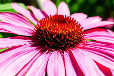 Macro of a pink Cone flower bloomingの写真素材