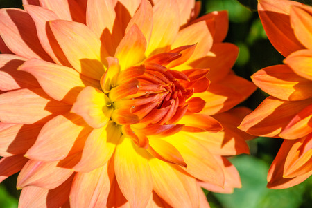 Close-up orange chrysanthemum flowerの写真素材