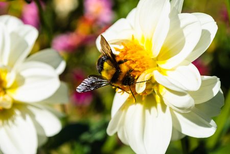Bumble bee on pollen of white chrysanthemum flowerの写真素材