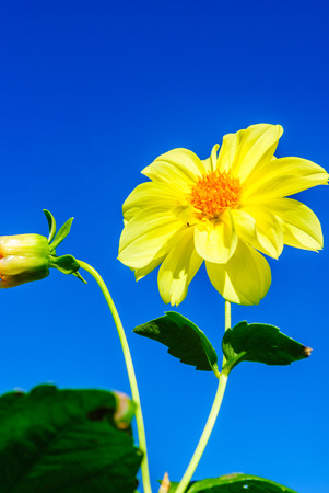 Yellow chrysanthemum flower against blue skyの写真素材