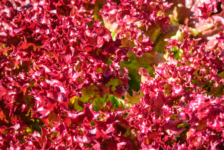 Close-up of Red Oak- hydroponics vegetable farm in Thailand.の写真素材