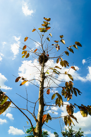 Colorful tree with the nest on the top against cloud and blue skyの写真素材