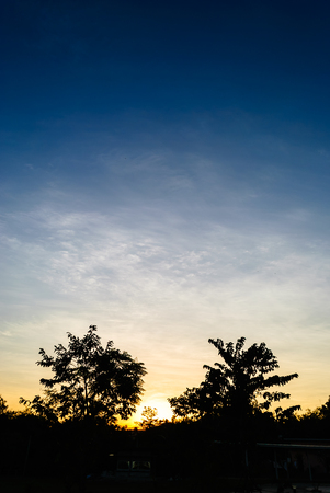 Silhouette of trees between the sunset with evening dark skyの写真素材