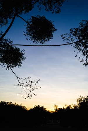 Silhouette of bush and trees against the sunset and dark skyの写真素材