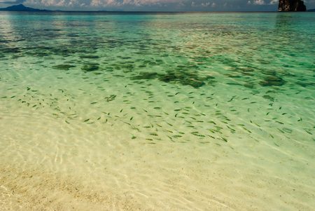 Fishes In Transparence Sea's Water Near The Beach And Reefの写真素材
