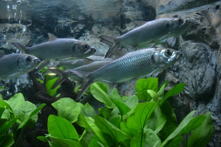 Water worldの素材