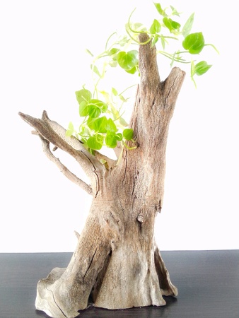 The tree is still aliveの素材