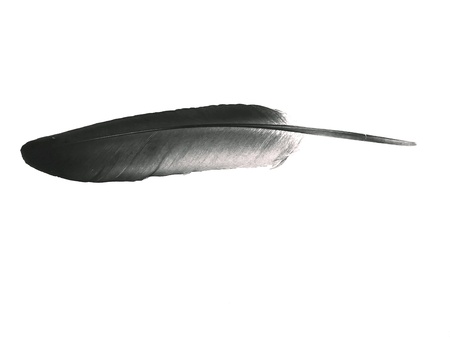 Feather white backgroundの素材