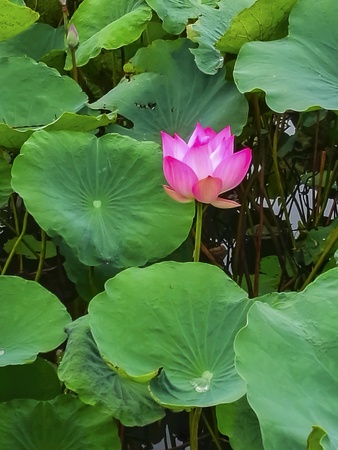 Lotus fieldsの素材