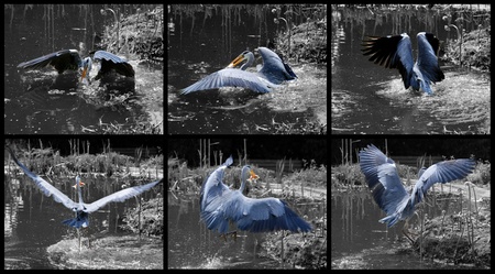 Eat or be eaten. The Egret is the predator who cought a fish as pray.の写真素材