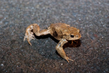 Frogs, toads and newts are hiking every year to a pond or a lake to spawn and to reproduce.の写真素材