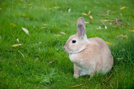 Rabbit Close Up With Defocused Backgroundの写真素材