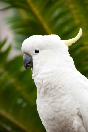 White Cockatoo posing in front of tropical palm treesの写真素材