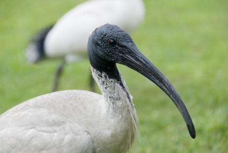 Portrait of white Australian Ibis with black headの写真素材