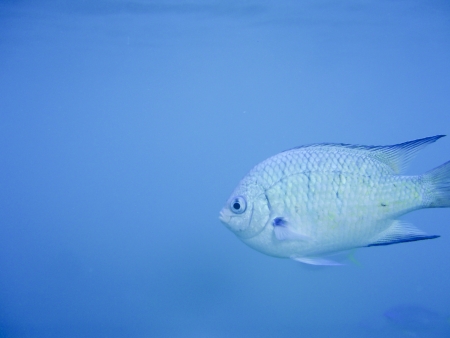Fish on blue background with copy space swimming near Great Barrier Reef Australia. Underwater shotの写真素材