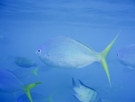 Small shoal of fish near Great Barrier Reef Australia. Underwater shot