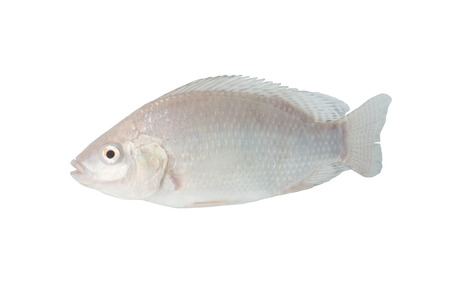 Tilapia on white with clipping pathの写真素材