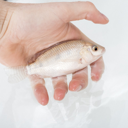 Tilapia in hand not yet plate sizeの写真素材