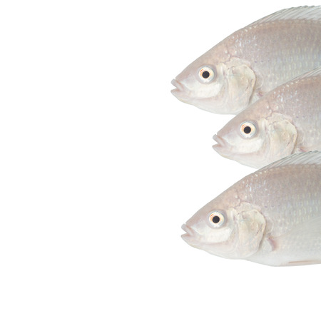 white tilapia background for your seafood restaurantの写真素材